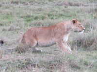 0241 Massai Mara - junger Löwe
