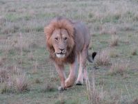 0251 Massai Mara - Löwe