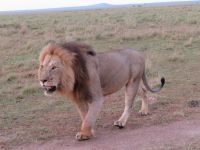 0252 Massai Mara - Löwe