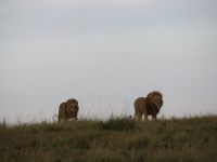 0254 Massai Mara - Löwe