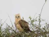 0261 Massai Mara - Habicht