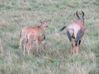 0262 Massai Mara - Topi-Antilope mit Jungtieren 