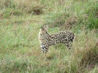0266 Massai Mara - Serval