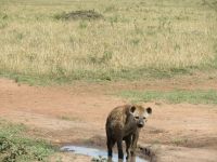 0277 Massai Mara - Tüpfelhyäne