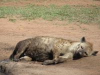 0278 Massai Mara - Tüpfelhyäne