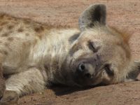 0279 Massai Mara - Tüpfelhyäne