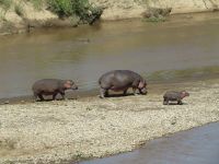 0282 Massai Mara - Marafluss - Flusspferd-Familie