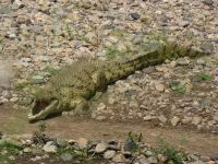 0283 Massai Mara - Marafluss - Nilkrokodil