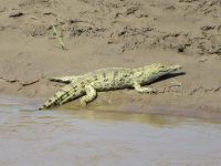 0284 Massai Mara - Marafluss - Nilkrokodil