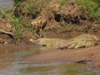 0294 Massai Mara - Marafluss - Nilkrokodile