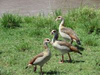 0296 Massai Mara - Marafluss - Nilenten