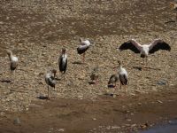 0298 Massai Mara - Marafluss - Nimmersattstörche