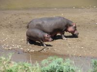 0300 Massai Mara - Marafluss - Flusspferde