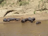 0303 Massai Mara - Marafluss - Flusspferde