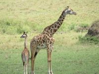 0310 Massai Mara -  Giraffe mit Jungtier