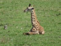 0311 Massai Mara -  Giraffe