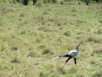 0313 Massai Mara -  Sekretär