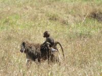 0315 Massai Mara -  Pavian mit Jungtier