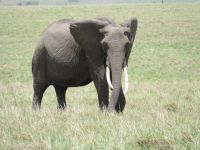 0317 Massai Mara -  Elefant