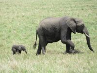 0318 Massai Mara -  Elefant mit Jungtier, welches ca. 1 - 2 Wochen alt ist
