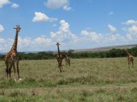 0328 Massai Mara -  Giraffen