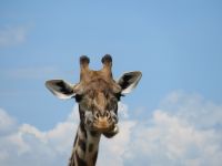 0330 Massai Mara -  Giraffe