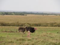 0334 Massai Mara -  Stäuße