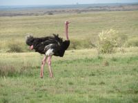 0335 Massai Mara -  Stauß in der Brunft