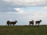 0337 Massai Mara - Eland-Antilopen