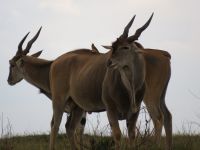 0338 Massai Mara - Eland-Antilopen