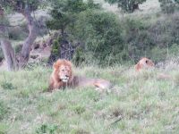 0339 Massai Mara - Löwenpaar
