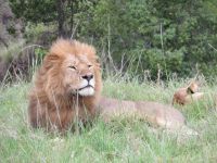 0342 Massai Mara - Löwe