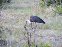 0345 Massai Mara - Wollhalsstorch