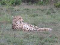 0348 Massai Mara - Gepard