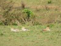 0353 Massai Mara - Geparden