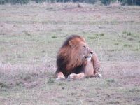 0356 Massai Mara - Löwe