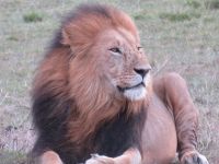 0358 Massai Mara - Löwe