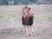 0359 Massai Mara - Löwe