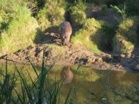 0375 Massai Mara - Mara Bush Camp - Flußpferd geht am Morgen wieder in den Fluß