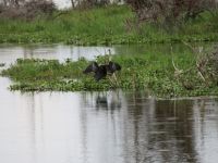 0396  Lake Naivasha - Lake Naivasha Sopa Lodge - Kommeran trocknet seine Flügel