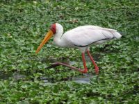 0398  Lake Naivasha - Lake Naivasha Sopa Lodge - Nimmersattstrorch 