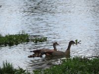 0399  Lake Naivasha - Lake Naivasha Sopa Lodge - Nilgänse