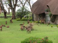 0402 Lake Naivasha - Lake Naivasha Sopa Lodge - Wasserböcke direkt an den Hütten mit den Zimmern