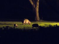 0408 Lake Naivasha - Lake Naivasha Sopa Lodge - Am Abend kommen die Flusspferde auf die Wiesen der Lodge