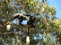 0413 Lake Naivasha - Lake Naivasha Sopa Lodge - Colobus-Affen