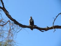0417 Lake Naivasha - Bootsfahrt zur Crescent Island - Schreiseeadler 