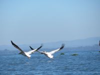 0426 Lake Naivasha - Bootsfahrt zur Crescent Island - Pelikane