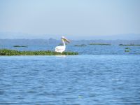 0428 Lake Naivasha - Bootsfahrt zur Crescent Island - Pelikan