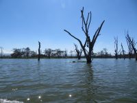 0430 Lake Naivasha - Bootsfahrt zur Crescent Island 