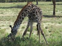 0437 Lake Naivasha -auf Crescent Island - Masai-Giraffe